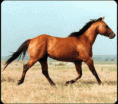 /album/galleria-fotografica/addestrare-cavallo-gif/