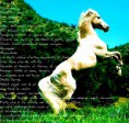 /album/galleria-fotografica/cavallo-jpg/