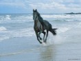 /album/galleria-fotografica/horse-jpg/